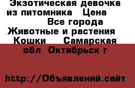 Экзотическая девочка из питомника › Цена ­ 25 000 - Все города Животные и растения » Кошки   . Самарская обл.,Октябрьск г.